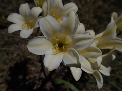 Cyrtanthus loddigesianus
