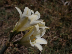 Cyrtanthus loddigesianus