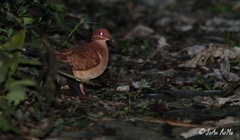Ruddy Quail-Dove photo 2