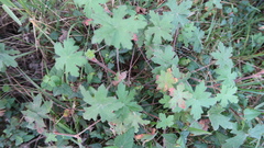 Geranium ornithopodon
