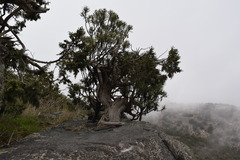 Juniperus