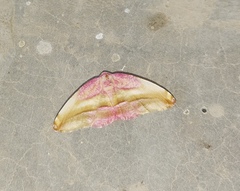 Loxotephria perileuca