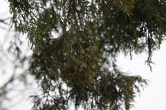 Juniperus