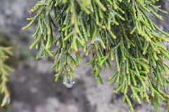 Juniperus
