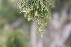Juniperus