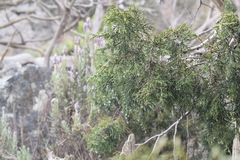 Juniperus