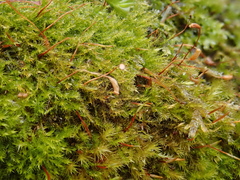 Campylophyllopsis calcarea
