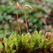 Olivegreen Calcareous Moss - Photo (c) Christian Berg, some rights reserved (CC BY), uploaded by Christian Berg