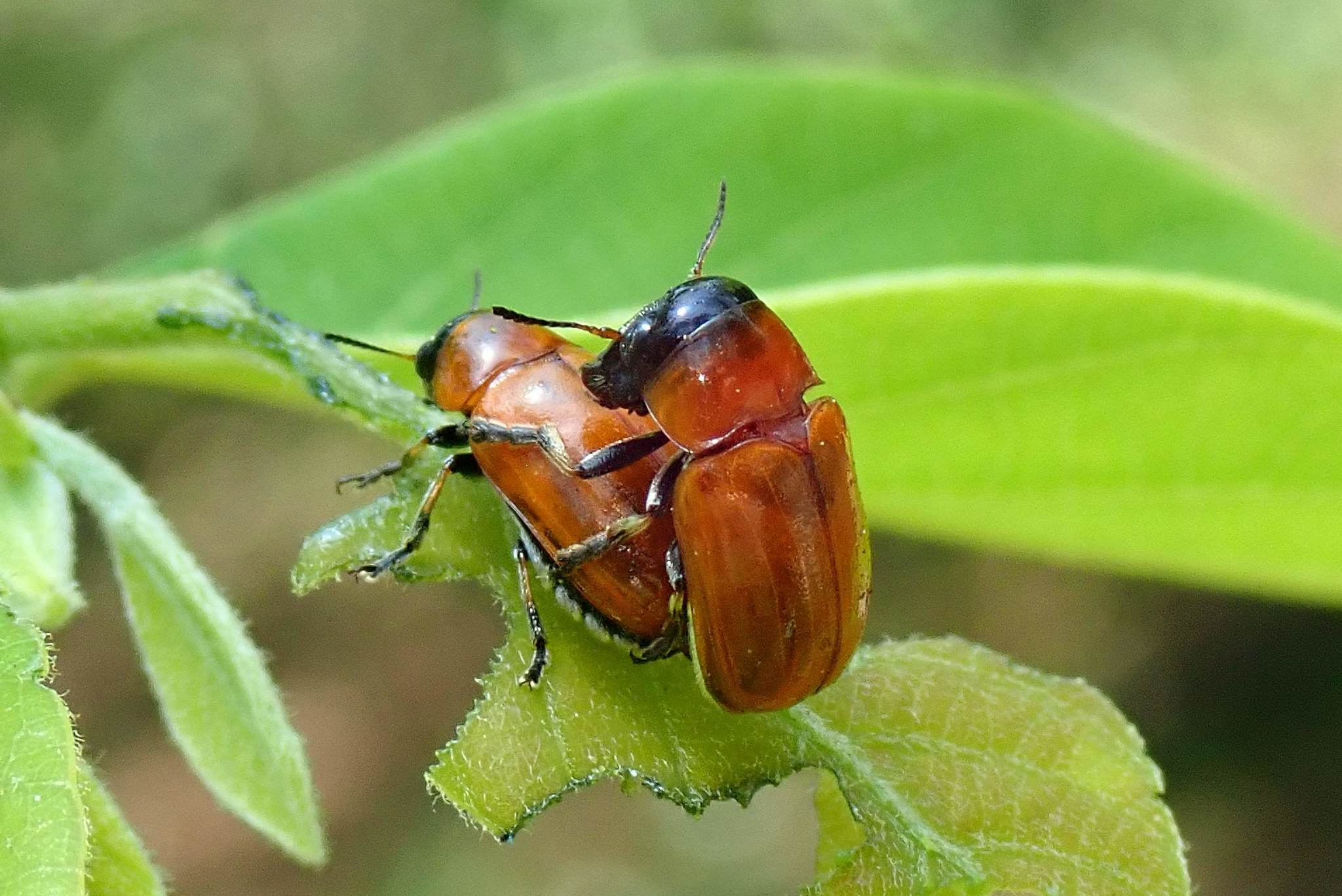 Physosmaragdina nigrifrons (Hope, 1842)