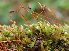 Rhynchostegium murale