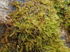 Campylophyllopsis calcarea