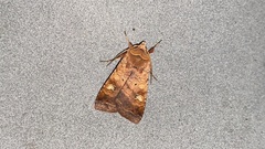 Diarsia canescens