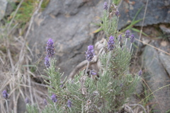 Lavandula dentata