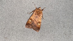 Diarsia canescens
