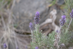 Lavandula dentata