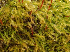 Campylophyllopsis calcarea