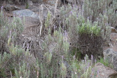 Lavandula dentata