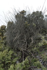 Juniperus