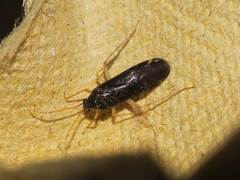 Phylus coryli