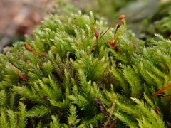 Plasteurhynchium striatulum