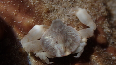 Leucisca squalina