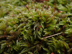 Plasteurhynchium striatulum