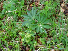Helleborus dumetorum