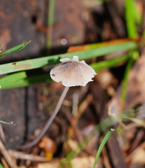 Mycena austrofilopes