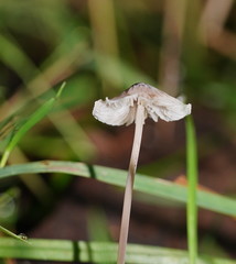 Mycena austrofilopes