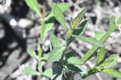 Verbena brasiliensis