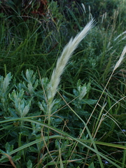 Polypogon strictus