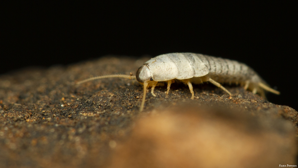Myrmecophilous Silverfish