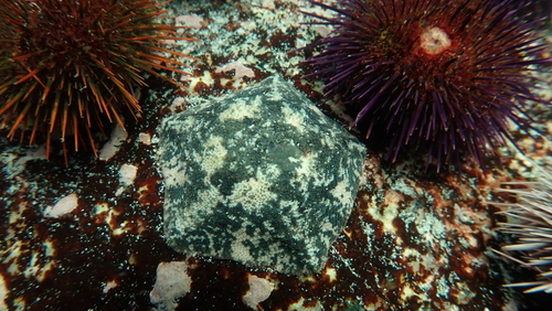 Patiriella dyscrita