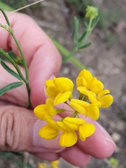 Coronilla juncea image