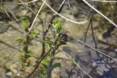 Dytiscus marginalis