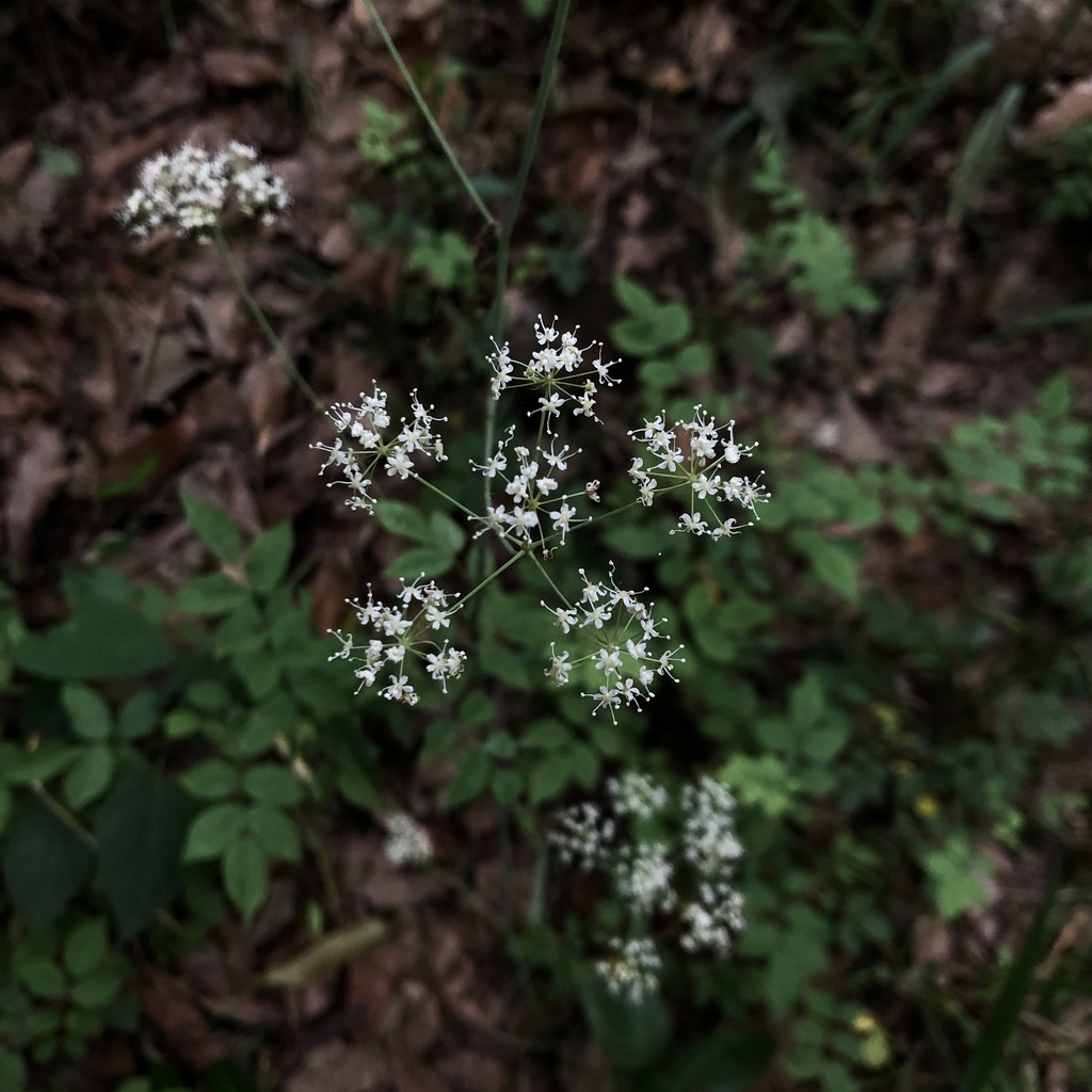 Komarovieae
