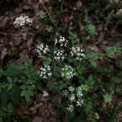 Changium smyrnioides