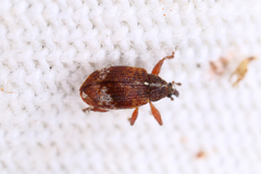 Anthonomus pedicularius