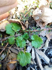 Ranunculus parviflorus