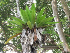 Asplenium nidus