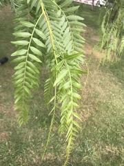 Schinus molle