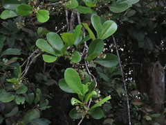 Xylocarpus granatum
