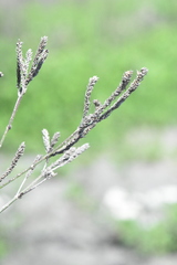 Verbena brasiliensis