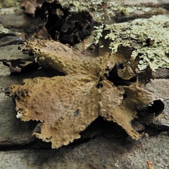 Lasallia pensylvanica