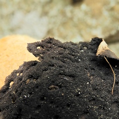 Lasallia pensylvanica