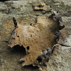 Lasallia pensylvanica