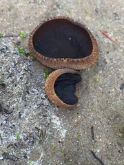 Plicaria endocarpoides