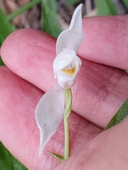 Cephalanthera longifolia image