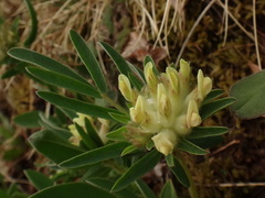 Anthyllis vulneraria carpatica