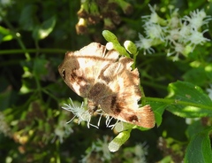 Arteurotia tractipennis